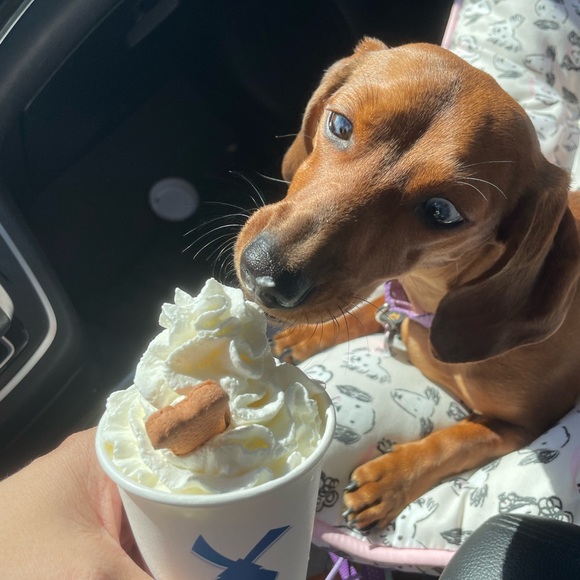 Meet your Posher, Laura - Picture 3 of 4